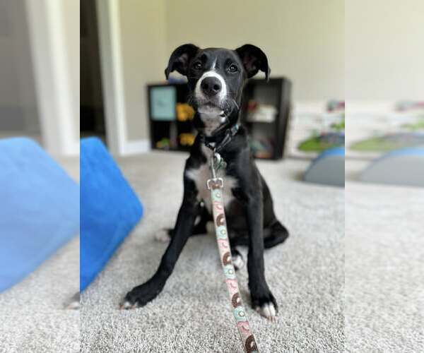 Medium Photo #7 Mutt Puppy For Sale in Greenville, SC, USA