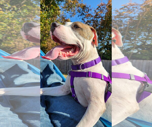 Medium Photo #24 Mutt Puppy For Sale in Philadelphia, PA, USA