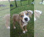 Small #2 Bullboxer Pit