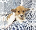 Small Photo #2 Pembroke Welsh Corgi Puppy For Sale in NORWOOD, MO, USA
