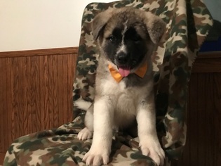 Akita Puppy for sale in PEACH BOTTOM, PA, USA