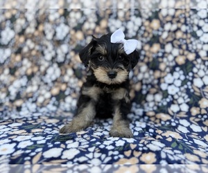 Schnauzer (Miniature) Puppy for sale in LAKELAND, FL, USA