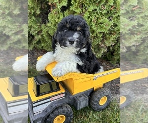 Cockapoo (Toy) Puppy for sale in MIDDLEBURY, IN, USA