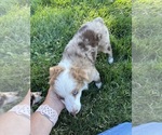 Small #3 Miniature Australian Shepherd