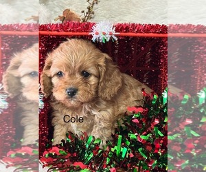 Cavapoo Puppy for sale in GREENVILLE, MO, USA