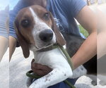 Small #1 Beagle