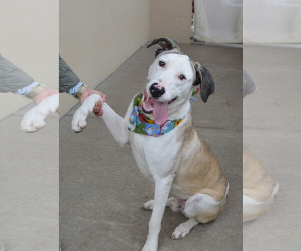 Medium Photo #1 Great Dane-Unknown Mix Puppy For Sale in McKinney, TX, USA