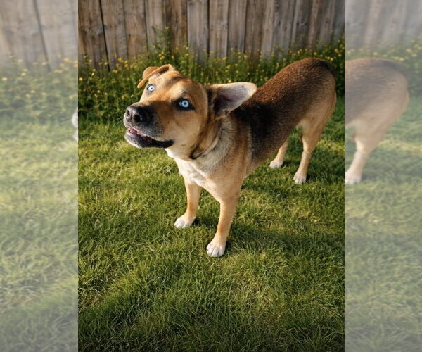 Medium Photo #1 American Staffordshire Terrier-Labrador Retriever Mix Puppy For Sale in San Diego, CA, USA