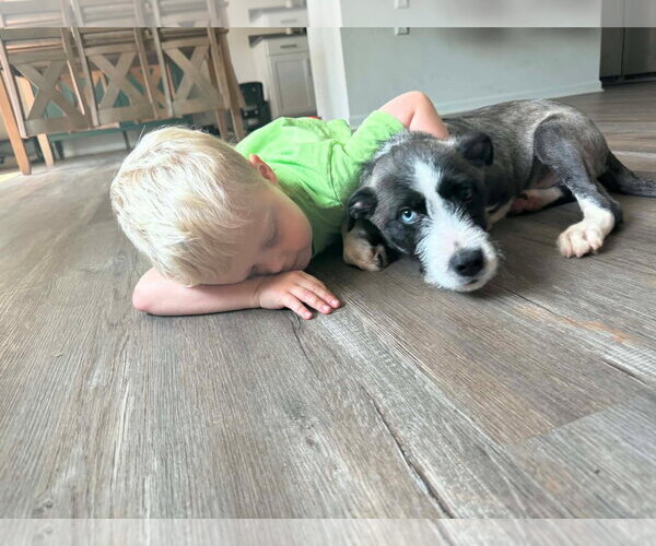 Medium Photo #1 Mutt Puppy For Sale in Woodbury, NY, USA