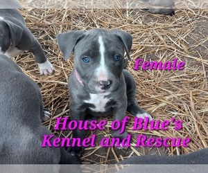 American Pit Bull Terrier Puppy for sale in DELAWARE, OH, USA