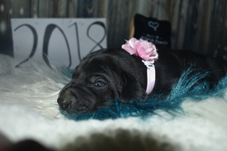 Great Dane Puppy for sale in CEDAR HILL, TN, USA