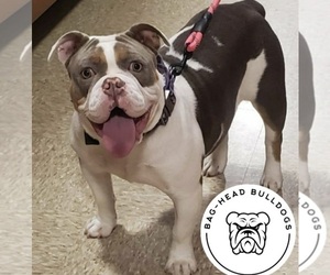 Mother of the Olde English Bulldogge puppies born on 06/15/2025