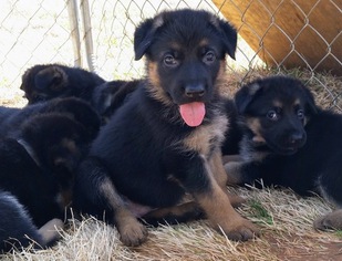 German Shepherd Dog Puppy for sale in CLOVER, SC, USA