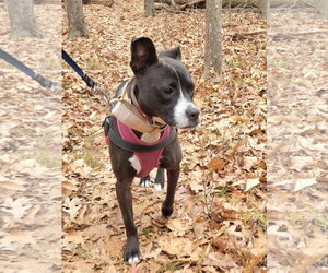 Lindy - Female Mutt Dog for Adoption - Photo #6