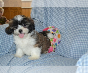 Shih Tzu Litter for sale in GREENWOOD, WI, USA
