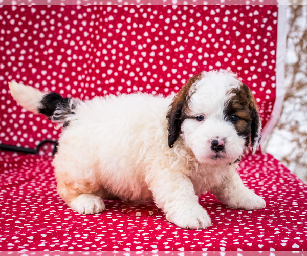 Medium Photo #12 Saint Berdoodle Puppy For Sale in WAKARUSA, IN, USA
