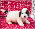 Small Photo #12 Saint Berdoodle Puppy For Sale in WAKARUSA, IN, USA