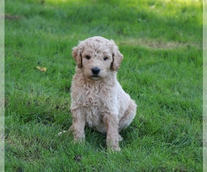 Goldendoodle Puppy for sale in BRIGHTON, MO, USA
