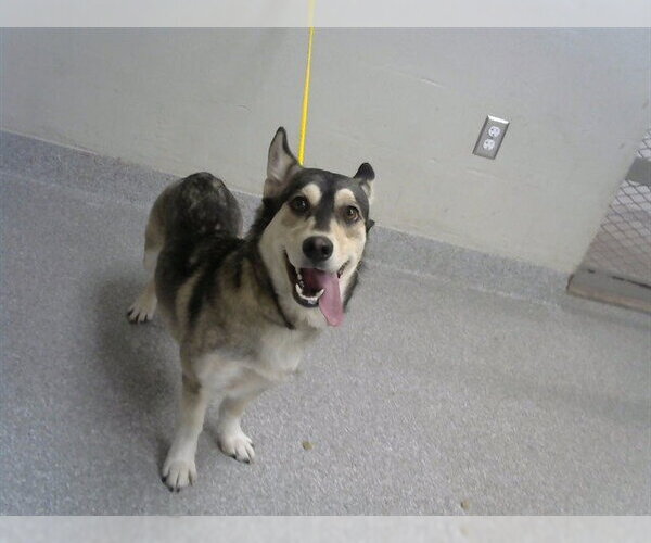 Medium Photo #1 Siberian Husky-Unknown Mix Puppy For Sale in Pasadena, TX, USA