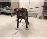 Small American Pit Bull Terrier-Labrador Retriever Mix