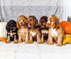 Cocker Spaniel Puppy for sale in WAKARUSA, IN, USA