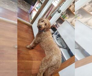 Mother of the Goldendoodle puppies born on 05/10/2025