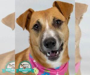 Mutt Dogs for adoption in Kennesaw, GA, USA