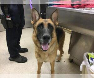 German Shepherd Dog Dogs for adoption in Riverside, CA, USA