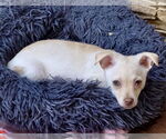 Small #1 Chihuahua Mix