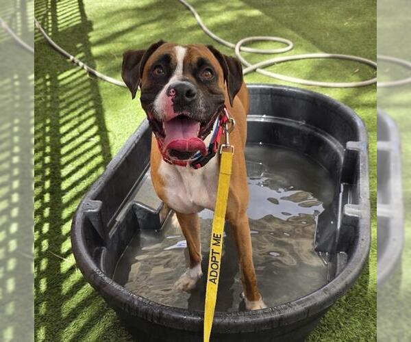 Medium Photo #2 Boxer-Unknown Mix Puppy For Sale in Las Vegas, NV, USA