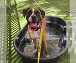 Small #1 Boxer Mix