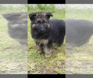 German Shepherd Dog Puppy for sale in SAINT ALBANS, WV, USA