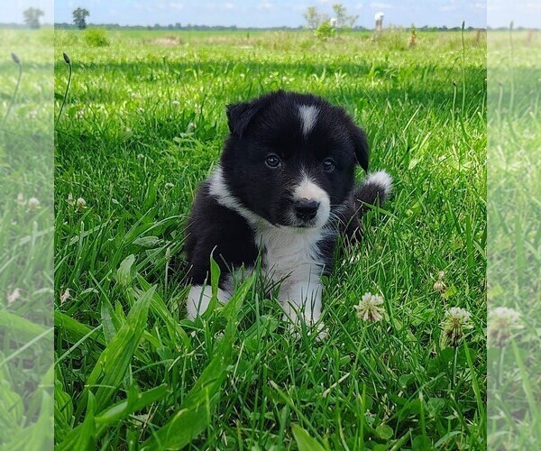 Medium Photo #74 Border Collie Puppy For Sale in NORBORNE, MO, USA