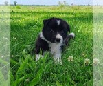 Small Photo #74 Border Collie Puppy For Sale in NORBORNE, MO, USA
