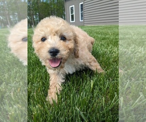 Cavapoo Puppy for Sale in GOSHEN, Indiana USA