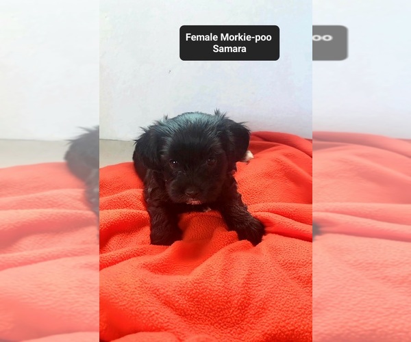 Medium Photo #3 Morkie Poo (Toy) Puppy For Sale in TUCSON, AZ, USA