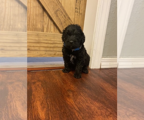 Medium Photo #8 Goldendoodle Puppy For Sale in MANNFORD, OK, USA