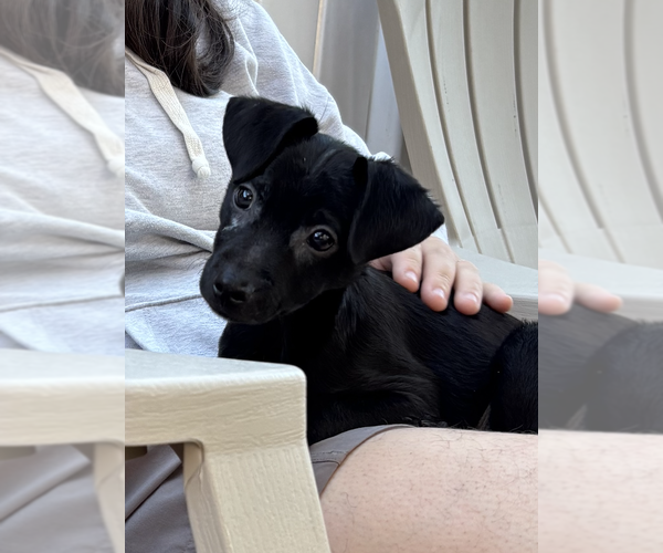 Medium Photo #4 Chihuahua-Unknown Mix Puppy For Sale in Bellevue, WA, USA