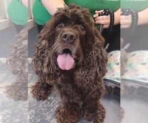 Cocker Spaniel-Unknown Mix Dogs for adoption in Linton, IN, USA