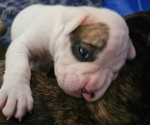 Puppy Opal Boxer