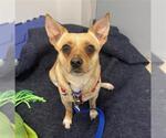 MALUCO - Male Chihuahua-Unknown Mix Dog for Adoption - Small photo