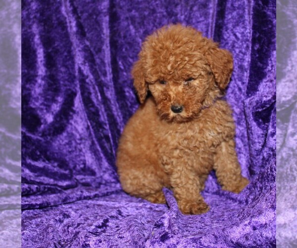 Medium Photo #9 Goldendoodle (Miniature) Puppy For Sale in BLOOMINGTON, IN, USA