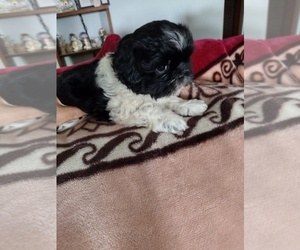 ShihPoo Puppy for sale in PRINCETON, IN, USA