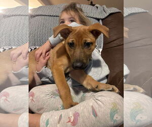 German Shepherd Dog Dogs for adoption in GILBERTS, IL, USA