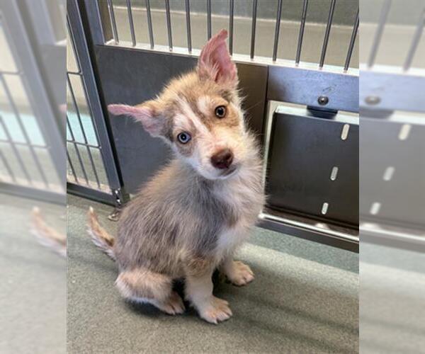 Medium Photo #1 Siberian Husky Puppy For Sale in Baytown, TX, USA