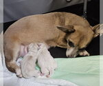 Small #11 Chiweenie