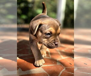American French Bull Terrier Dogs for adoption in Raleigh, NC, USA