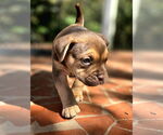 Small American French Bull Terrier