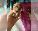 Small Photo #4 Dachshund Puppy For Sale in HONDO, TX, USA