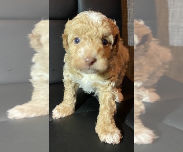 Medium Photo #2 Poodle (Toy) Puppy For Sale in HANFORD, CA, USA